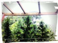 Jardin de salon