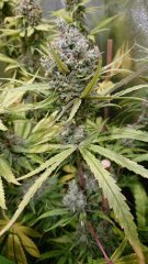 Amnesia_F65_(34).JPG