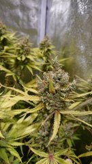 Amnesia_F71_(3).JPG
