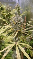 Amnesia_F71_(33).JPG