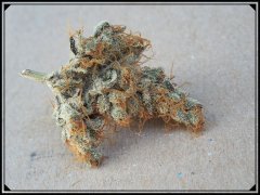 Dead Prez OG DRY 70 jours de 12/12