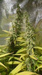 Blue_Dream_F55_(34).JPG