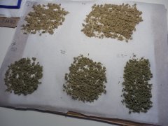 DeadPrez OG Lifeblood's seeds ICE O
