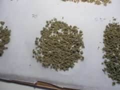2eme passe 70 microns DeadPrez OG Lifeblood's seeds ICE O