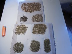 ICE O - Strawberry glue THseeds & DeadPrez OG lifeblood's seeds