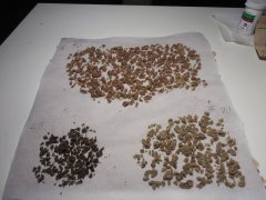 Strawberry glue Thseeds ICE O