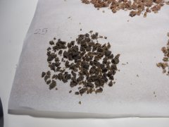 25 microns Strawberry glue Thseeds ICE O
