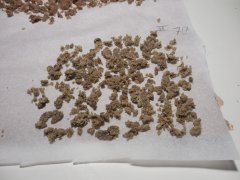 2eme passe 70 microns Strawberry glue Thseeds ICE O