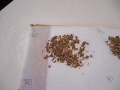 1ere passe 120 microns Diesel moonshine Mosca seeds ICE O