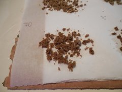 1ere passe 70 microns Diesel moonshine Mosca seeds ICE O
