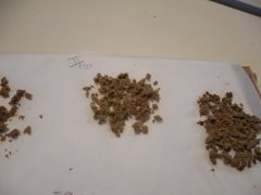 2eme passe 120 microns Diesel moonshine Mosca seeds ICE O