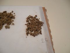 1ere passe 25 microns Diesel moonshine Mosca seeds ICE O