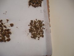 2eme passe 25 microns Diesel moonshine Mosca seeds ICE O