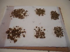 Diesel moonshine Mosca seeds ICE O