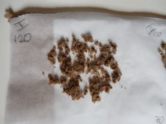 1ere passe 120 microns Diesel Moonsine Mosca seeds ICE