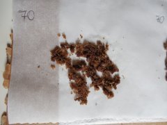 1ere passe 70 microns Diesel Moonsine Mosca seeds ICE