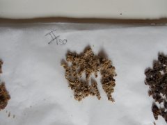 2eme passe 120 microns Diesel Moonsine Mosca seeds ICE