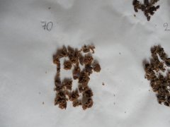 2eme passe 70 microns Diesel Moonsine Mosca seeds ICE