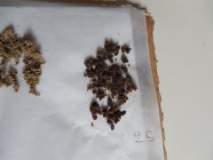 1ere passe 25 microns Diesel Moonsine Mosca seeds ICE