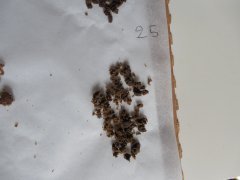 2eme passe 25 microns Diesel Moonsine Mosca seeds ICE