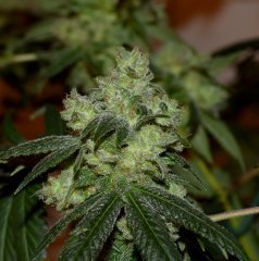 Gorilla bubble BX2