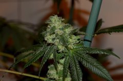 Gorilla bubble BX2
