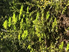 F32B9278-2C3E-48C6-AC12-09632A151893.jpeg