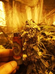BlueBerryCookies