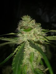 BlueBerryCookies
