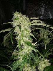 BlueBerryCookies