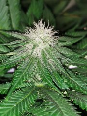 Boy scout cookie