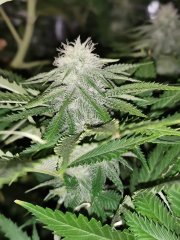 Boy scout cookie