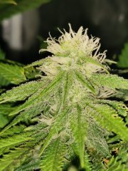 Boy scout cookie