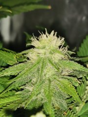 Boy scout cookie
