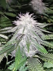 Boy scout cookie