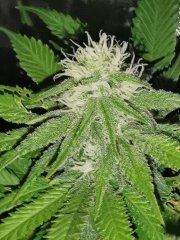 Boy scout cookie