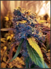 BlueBerry Cookies