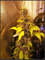BlueWidow
