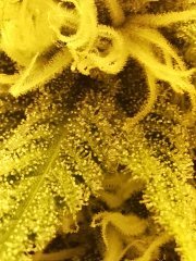 Macro tritri