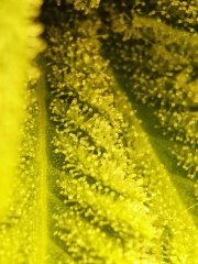 Macro tritri
