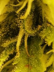 Macro tritri