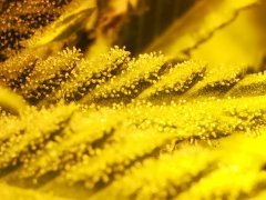 Macro tritri