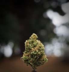 IMG_4713.jpg