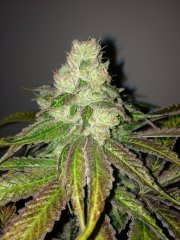 Mango_Sapphire.JPG