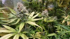 NL5XHaze_F61_(5).JPG