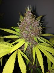 Purple_Kush.JPG