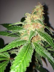 Purple_Queen_2.JPG