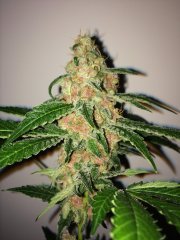 Purple_Queen_3.JPG