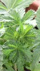 Sweet Zkittlez +20cro