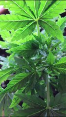 FIM Sweet Zkittlez +20 cro